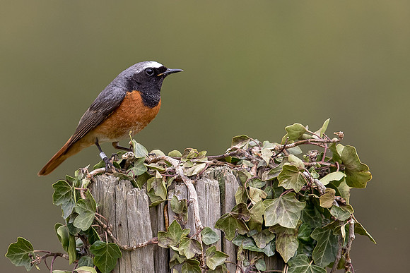 Redstart at Thursley Common
