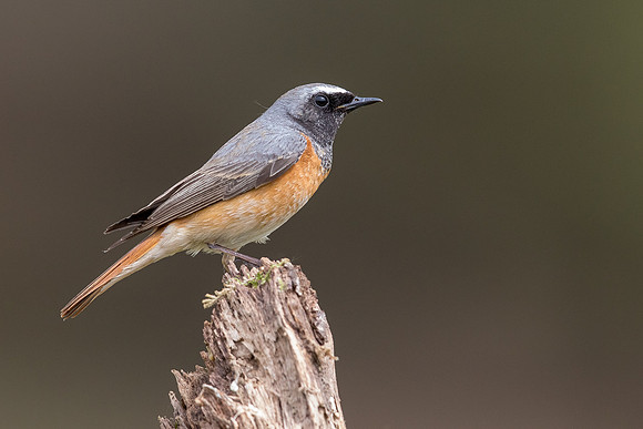 Redstart at Thursley Common