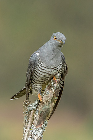 Colin the Cuckoo at Thursley Common