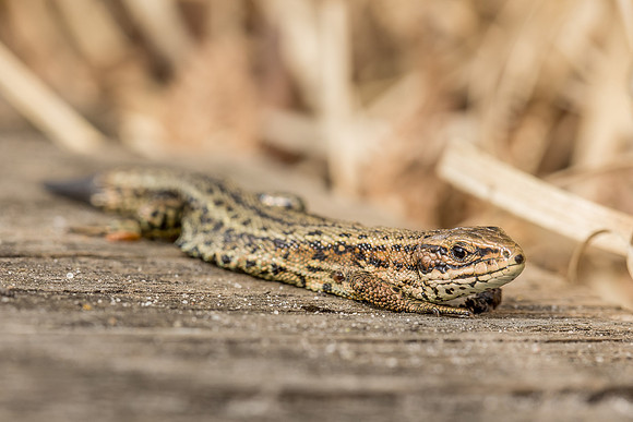 viviparous or common lizard at Thursley Common