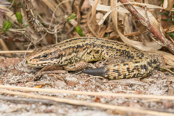 viviparous or common lizard at Thursley Common