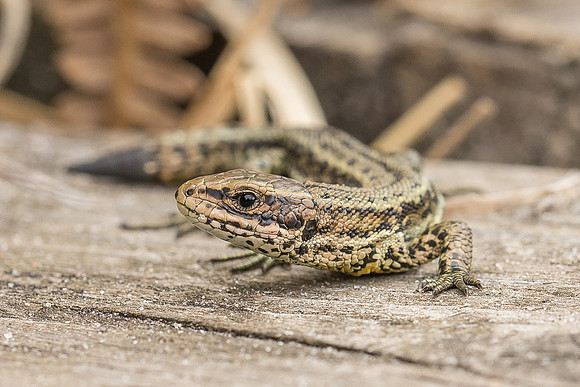 viviparous or common lizard at Thursley Common