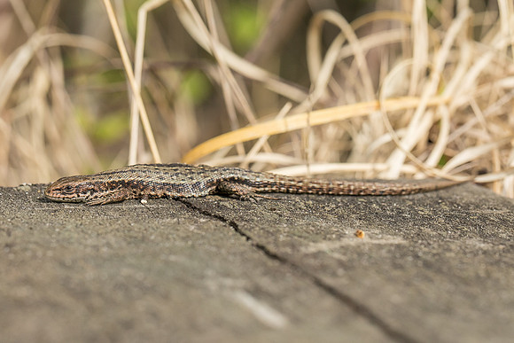 viviparous or common lizard at Thursley Common