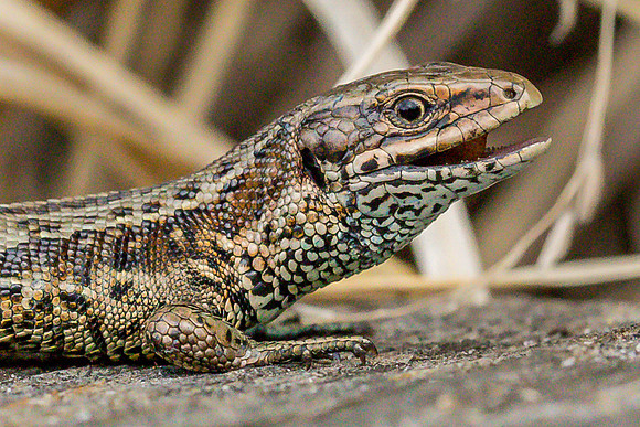 viviparous or common lizard at Thursley Common
