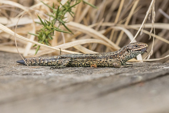 viviparous or common lizard at Thursley Common
