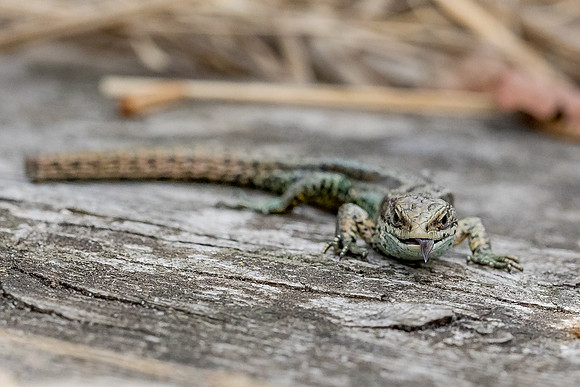 viviparous or common lizard at Thursley Common