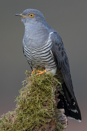 Colin the Cuckoo at Thursley Common