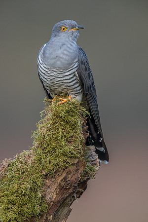 Colin the Cuckoo at Thursley Common