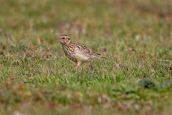 woodlark at Thursley Common