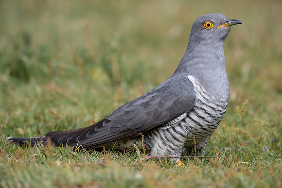Colin the Cuckoo at Thursley Common