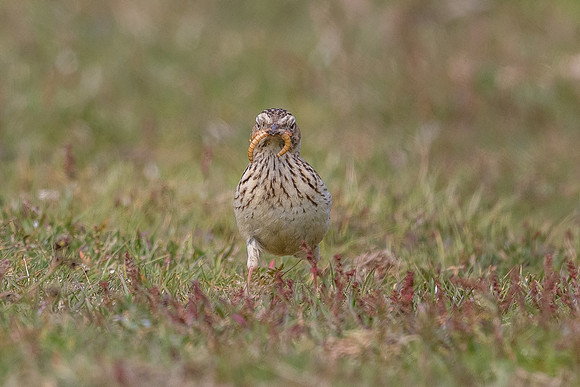 woodlark at Thursley Common