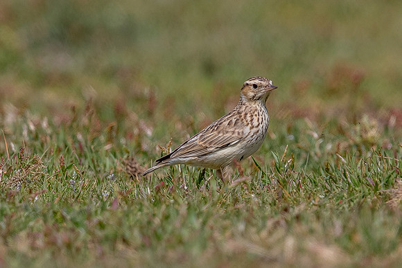 woodlark at Thursley Common
