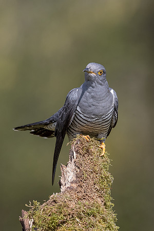 Colin the Cuckoo at Thursley Common