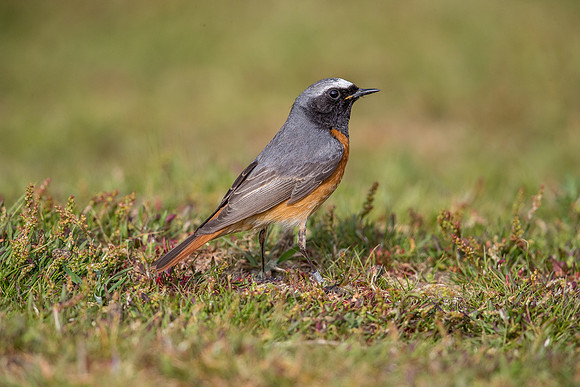 Redstart at Thursley Common