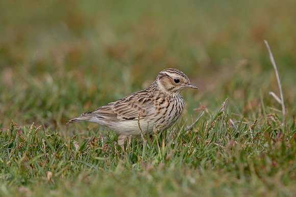 woodlark at Thursley Common