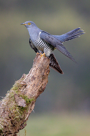 Colin the Cuckoo at Thursley Common