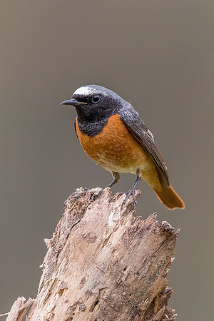 Redstart at Thursley Common