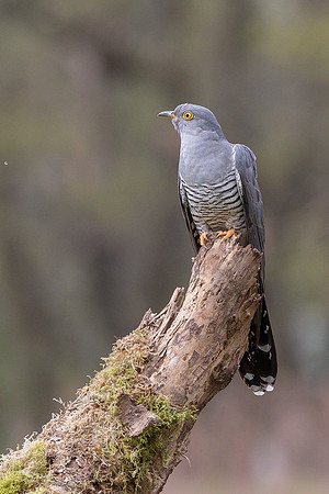 Colin the Cuckoo at Thursley Common