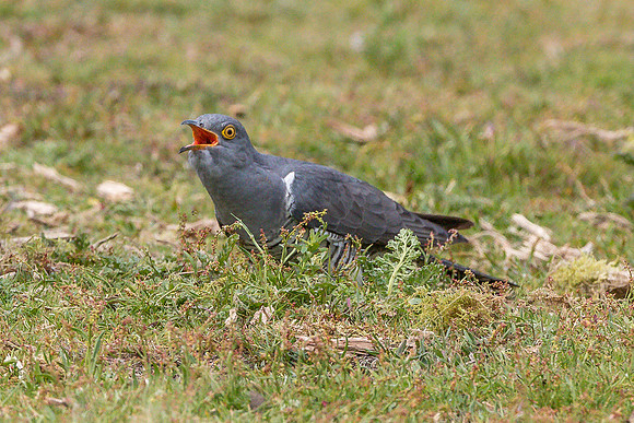 Colin the Cuckoo