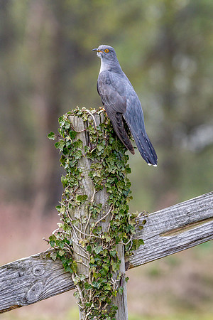 Colin the Cuckoo at Thursley Common