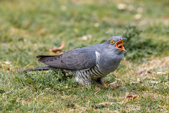 Colin the Cuckoo at Thursley Common