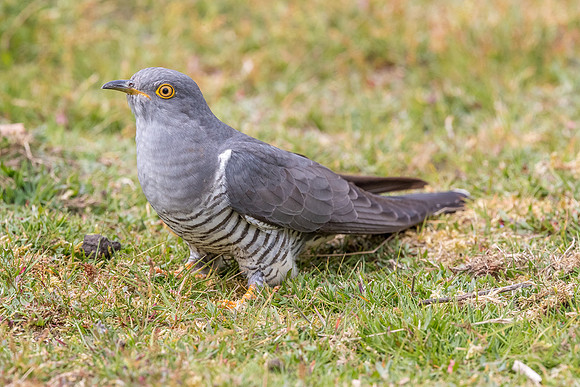 Colin the Cuckoo at Thursley Common