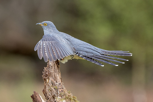 Colin the Cuckoo at Thursley Common