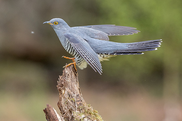 Colin the Cuckoo