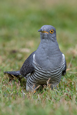 Colin the Cuckoo at Thursley Common