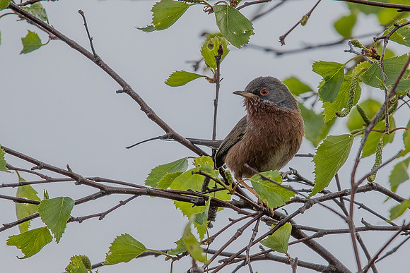 Dartford Warbler at Thursley Common