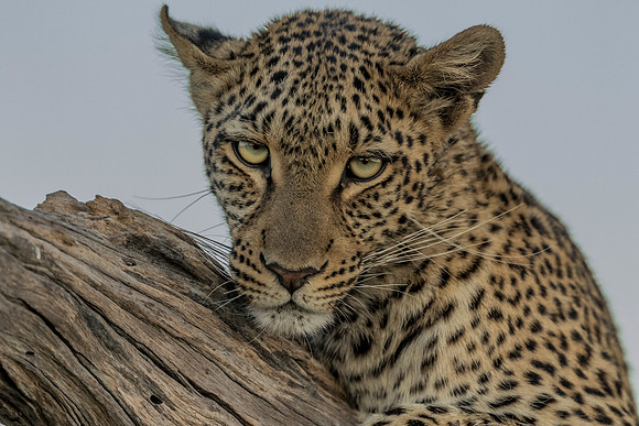 young female leopard