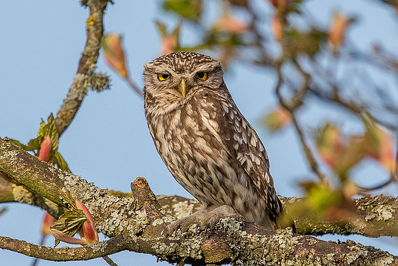 little owl in tree