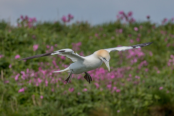 Gannets at Bempton Cliffs