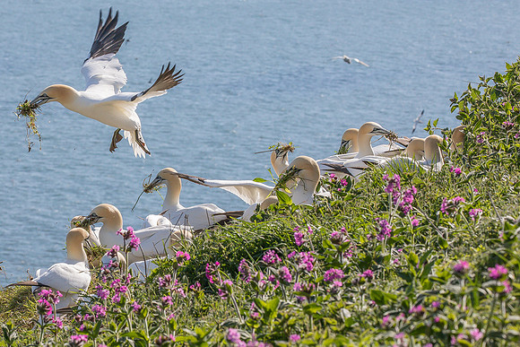 Gannets at Bempton Cliffs
