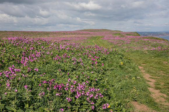 Red campion at Bempton Cliffs