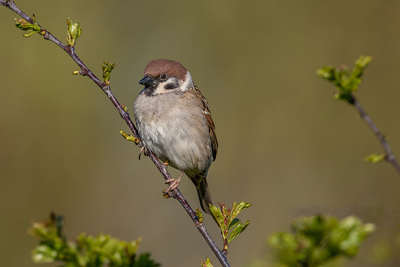 Tree sparrow at Bempton Cliffs
