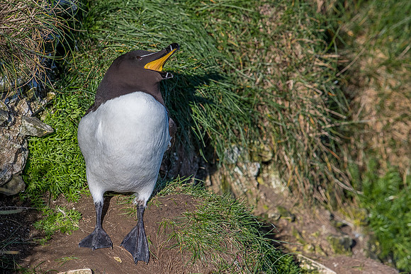 Razorbill at Bempton Cliffs