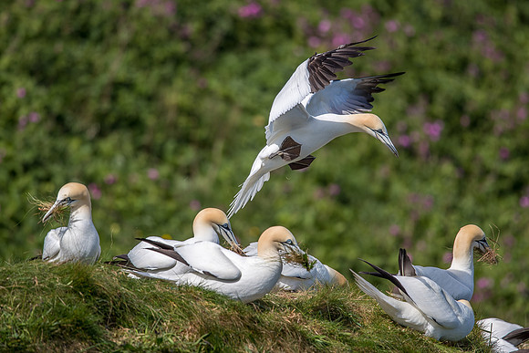 Gannets at Bempton Cliffs
