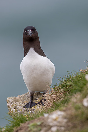 Razorbill at Bempton Cliffs