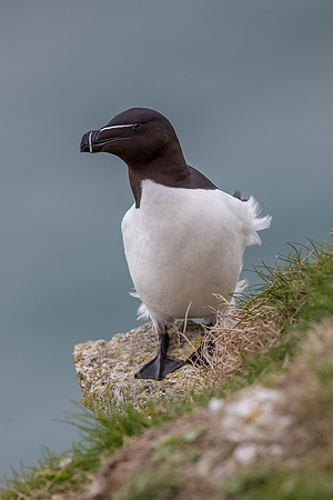 Razorbill at Bempton Cliffs