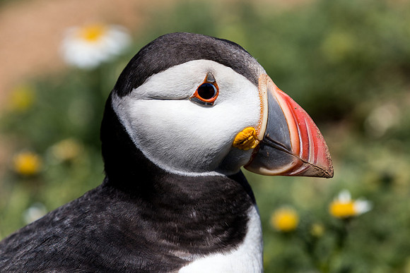 Puffins at Skomer Island