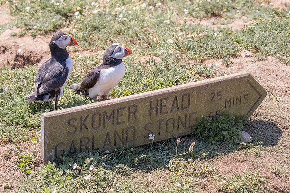 Puffins at Skomer Island
