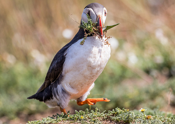 Puffins at Skomer Island
