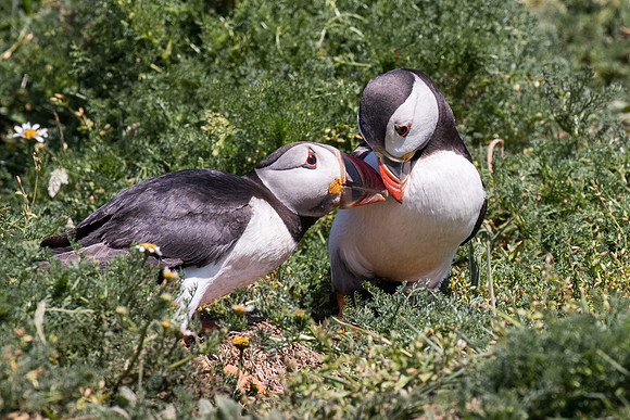 Puffins at Skomer Island
