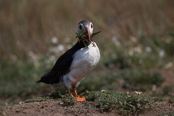 Puffins at Skomer Island