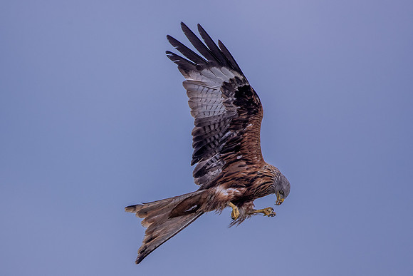 red kite at muddy boots cafe