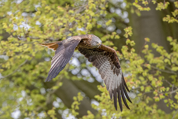 red kite at muddy boots cafe
