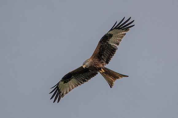 red kite at muddy boots cafe