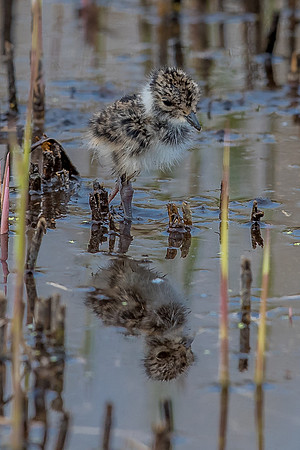Leighton Moss