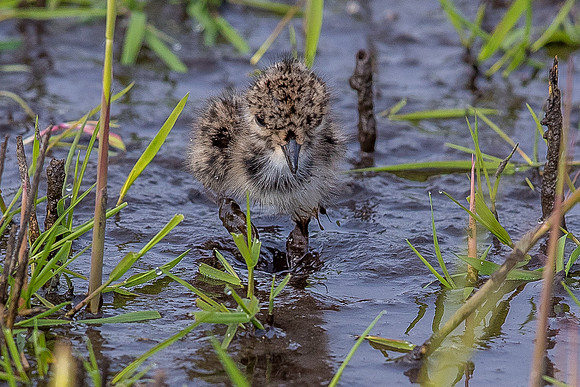 Leighton Moss